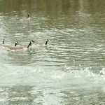 Bay St Louis RV Park and Campground