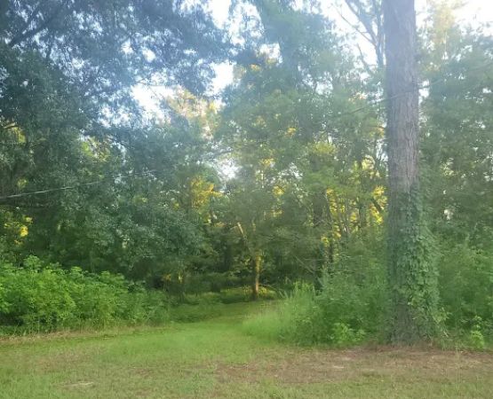 Black River Campsite