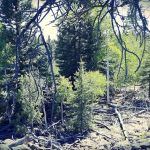 Uinta Flat Designated Dispersed Camping Area