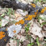 Cottonwood Campground