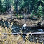 Deep Creek Campground