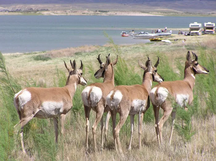 Stateline Cove Campground 5