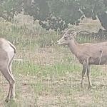 Mountain Meadows at Flaming Gorge Resort