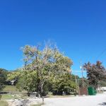 Raccoon Valley at Volunteer Park