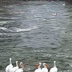 Dam East-McNair Campground Spillway Loop