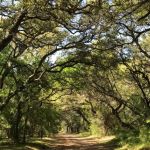 Canyon of the Eagles