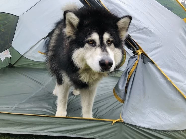 10 Tips for Camping with Your Dog in the Wilderness