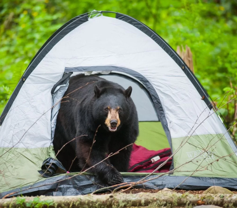 How to Handle Wildlife Encounters While Camping: Essential Safety Tips