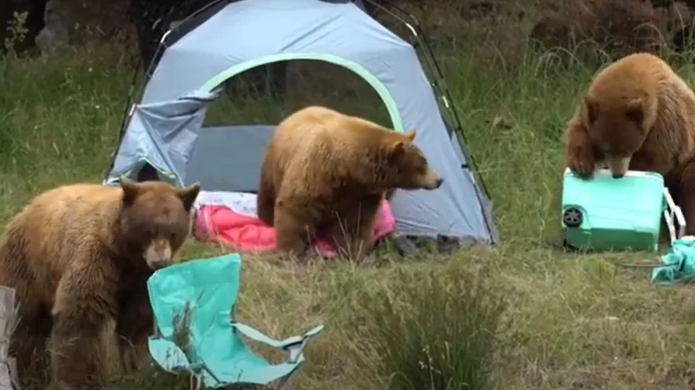 5 Tips for Staying Safe While Camping in Bear Country