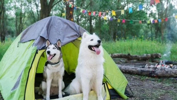 The Best Places to Camp with Your Dog in the US: Top Dog-Friendly Campsites