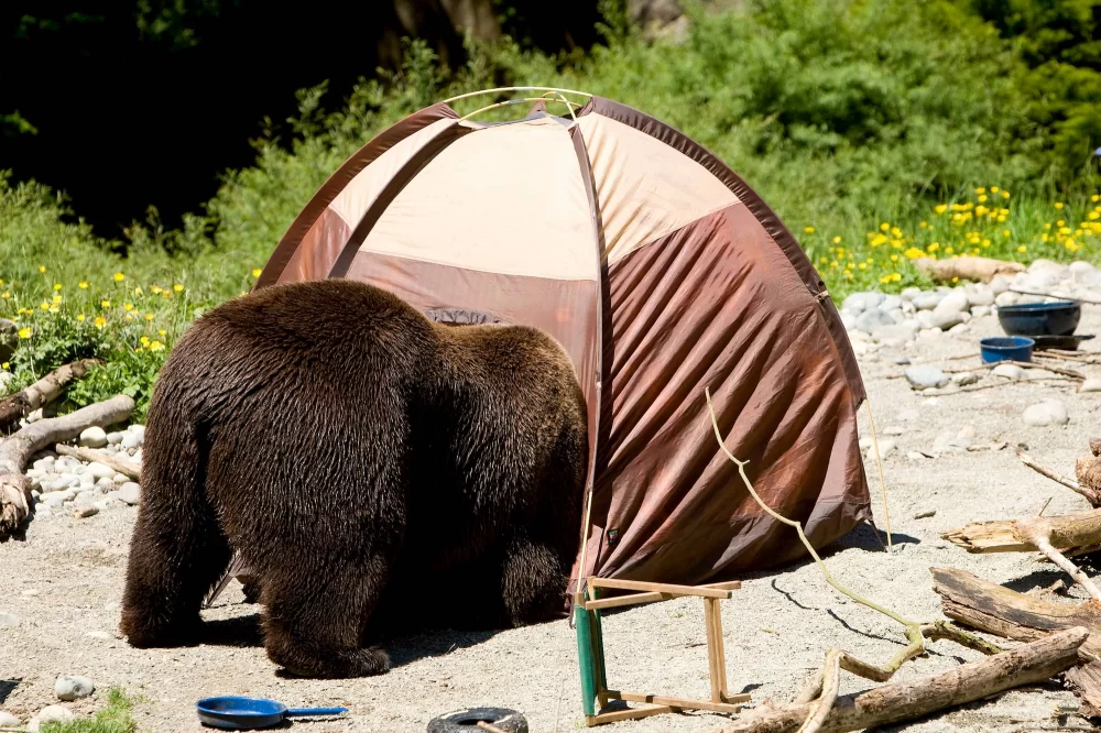 Hilarious Camping Stories From First-Time Campers: A Fun-filled Adventure