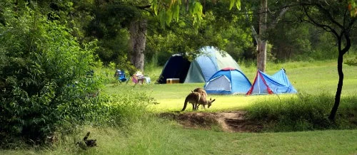 How to Plan a Camping Trip to Experience Wildlife Firsthand