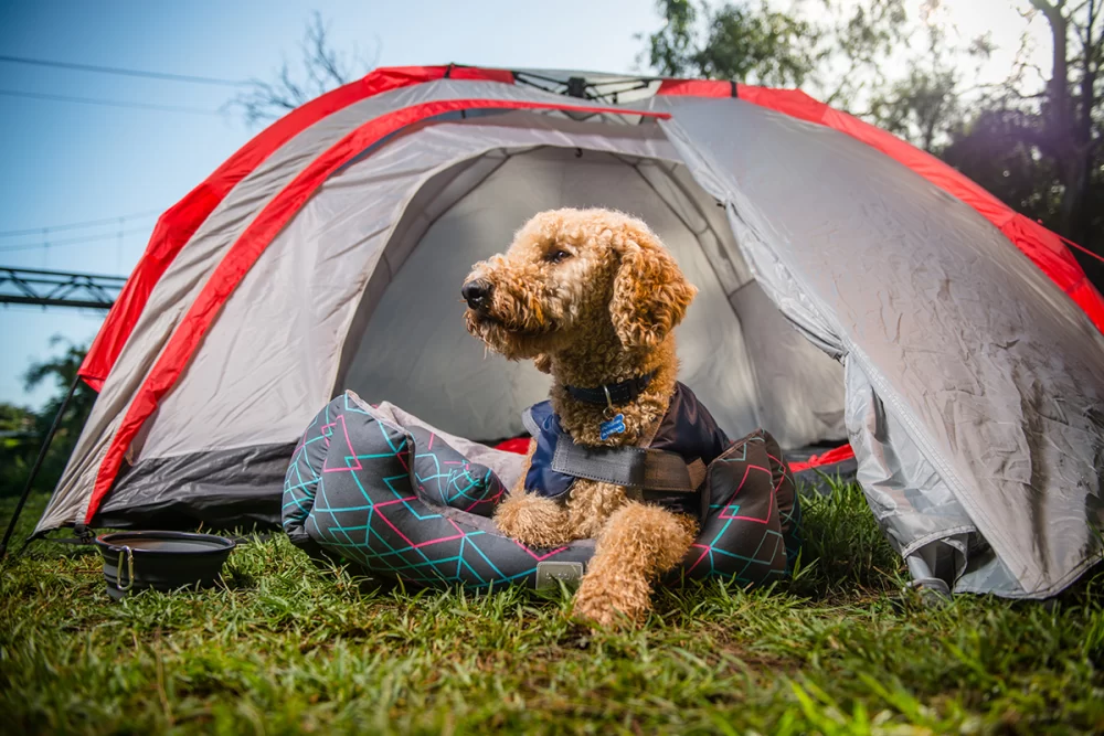 Best Places to Camp with Pets: Top Pet-Friendly Campgrounds and Destinations