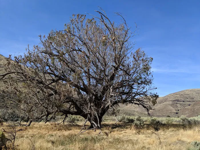 Cottonwood Canyon State Park 8