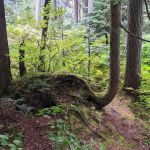 Seymour Group Campsite