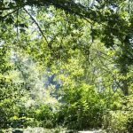 Cedar Grove RV Park & Campground