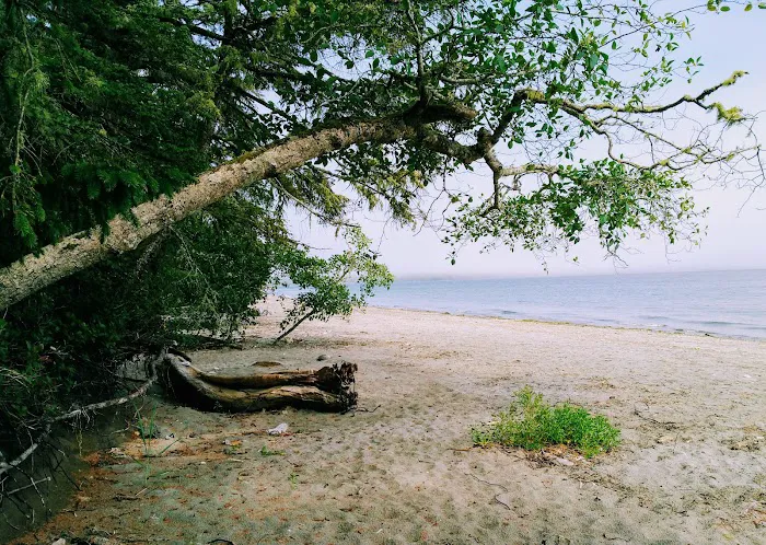 Cow Bay Campsite 3