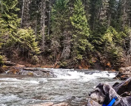 Mount Fernie Provincial Campground