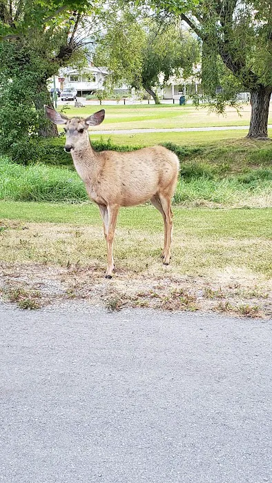 Mount Baker RV Park 7