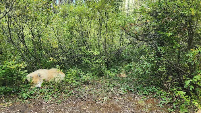 Marble Canyon Campground 5