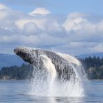 Alder Bay RV Park & Marina