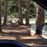 Dosewallips State Park Campground