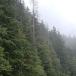 Middle Fork Campground