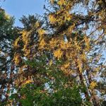 Big Fir Campground & RV Park