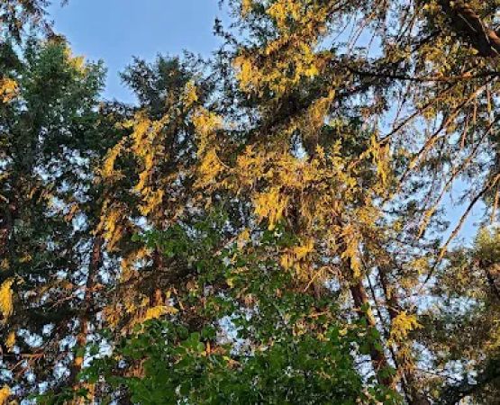Big Fir Campground & RV Park