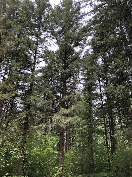 Big Fir Campground & RV Park 4