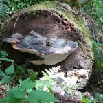 Douglas Fir Campground