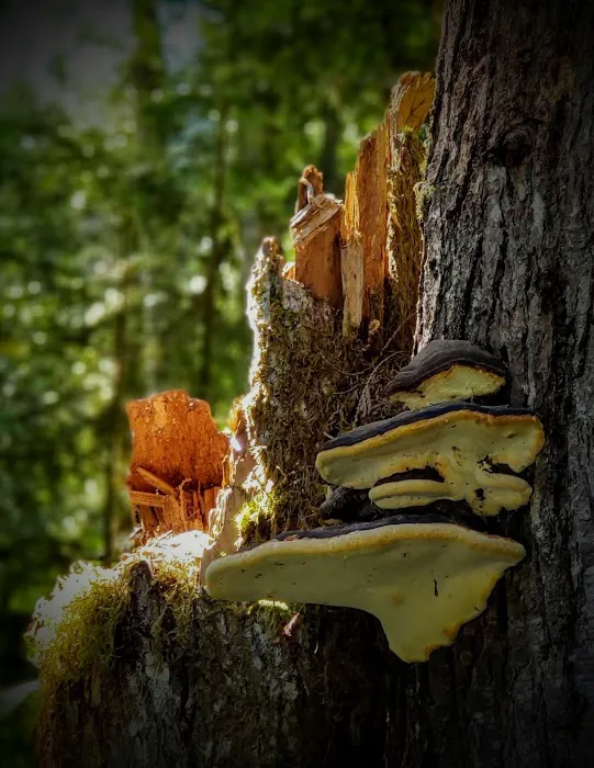 Douglas Fir Campground 7