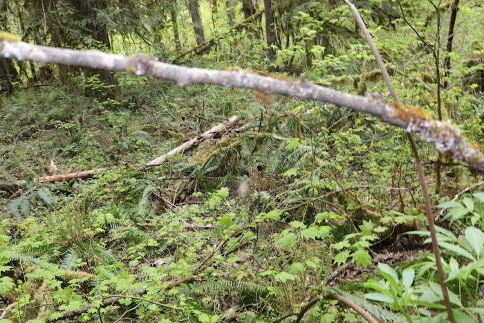 Douglas Fir Campground 8