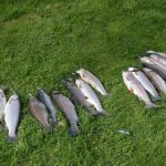 Kamei Campground & RV Park