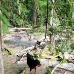 Cal-Cheak Recreation Site