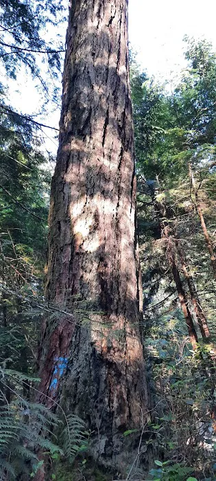 Homesite Creek Campground 5