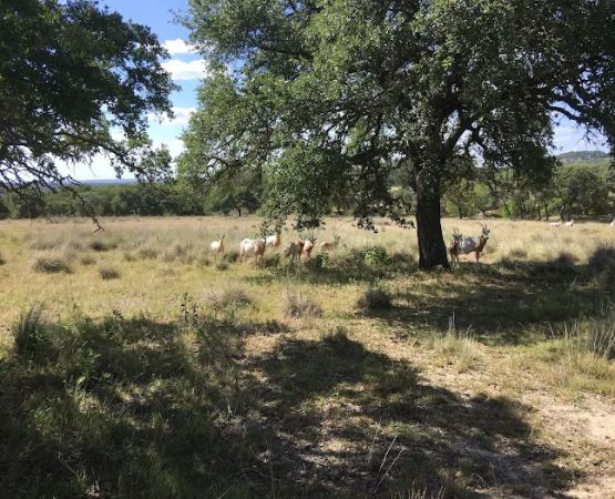 Bamberger Ranch Preserve
