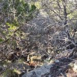 Pedernales Falls Horse Campground