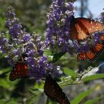 Roland and Viola Bindeseil