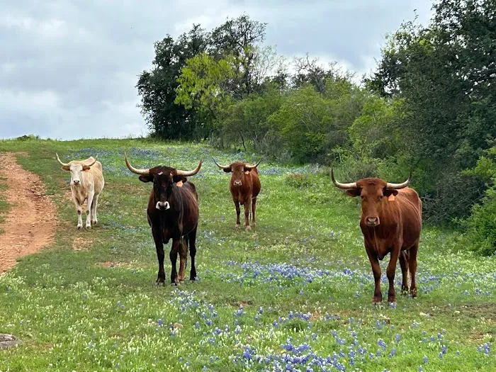 Brown Chicken Brown Cow Ranch 8