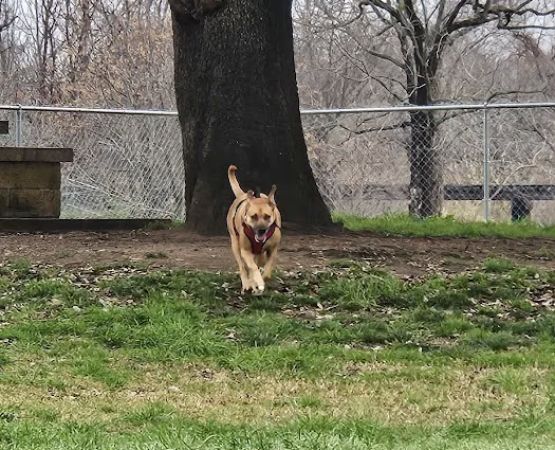 Ruff Park