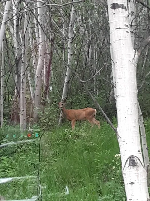 Ruedi Marina Campground Picture 5