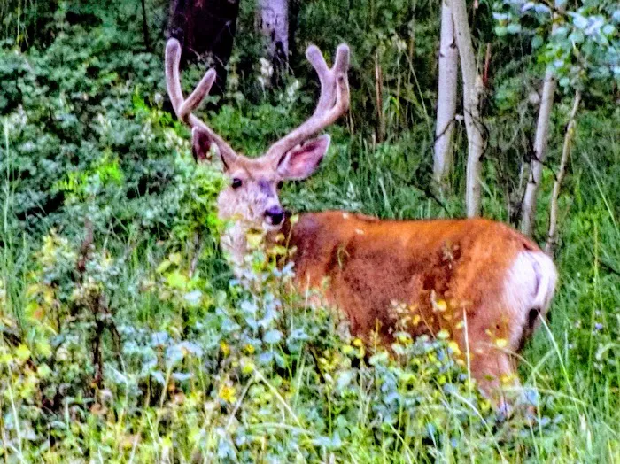 Yeoman Park Day Use Area (recgovnpsdata) 2