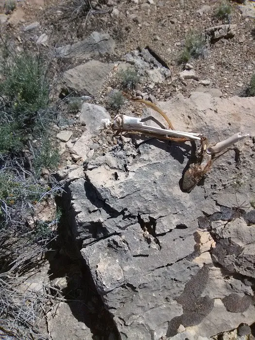 Horn Creek Camp 6