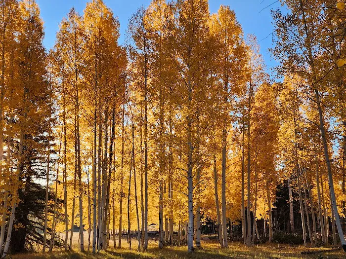 Demotte Campground 8