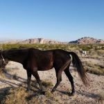 Hueco Rock Ranch - American Alpine Club