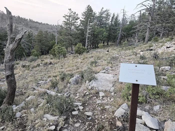 Bush Mountain Wilderness Campground 7