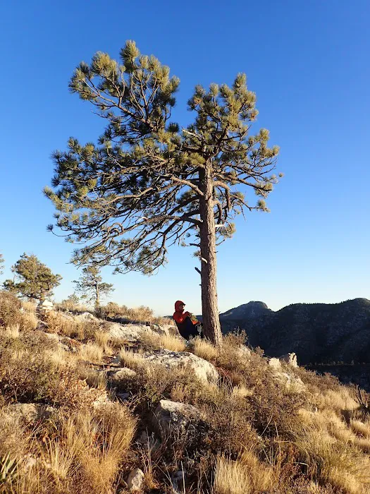Bush Mountain Wilderness Campground 0