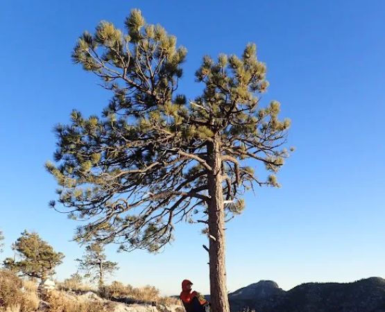 Bush Mountain Wilderness Campground