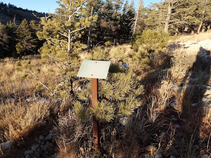 Bush Mountain Wilderness Campground 3